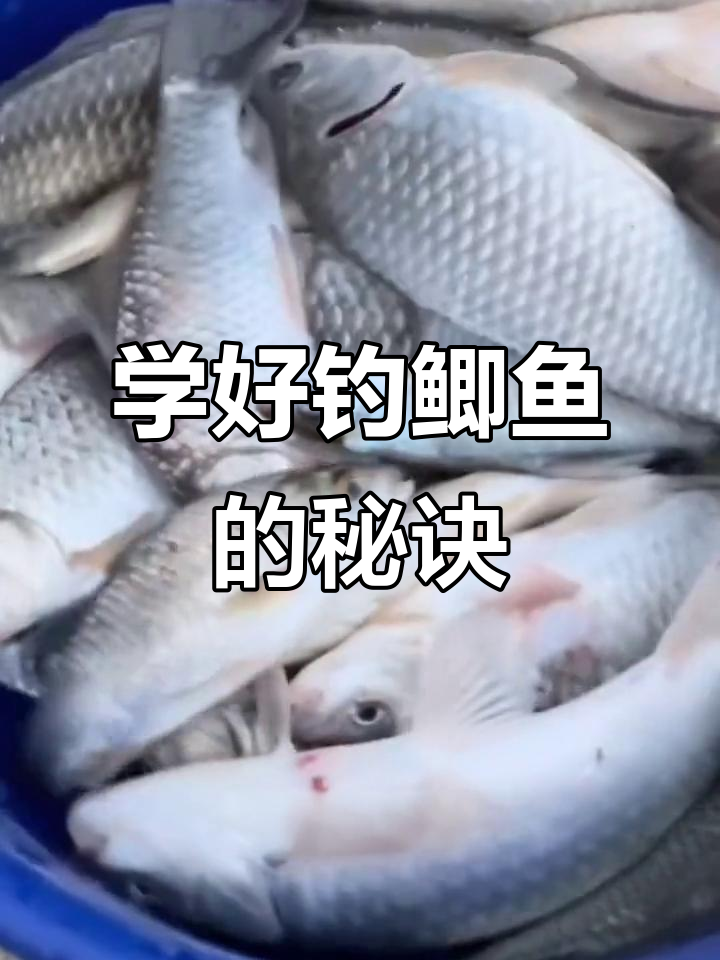 中秋钓大鲫鱼技巧(中秋钓大鲫鱼技巧图解)