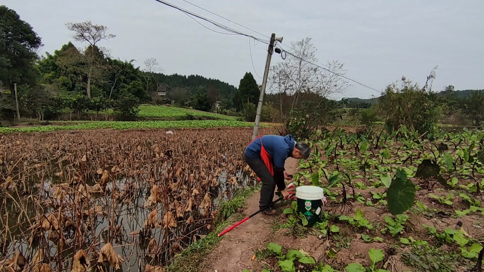藕塘套养鲫鱼的技巧(藕塘套养鲫鱼的技巧和方法)