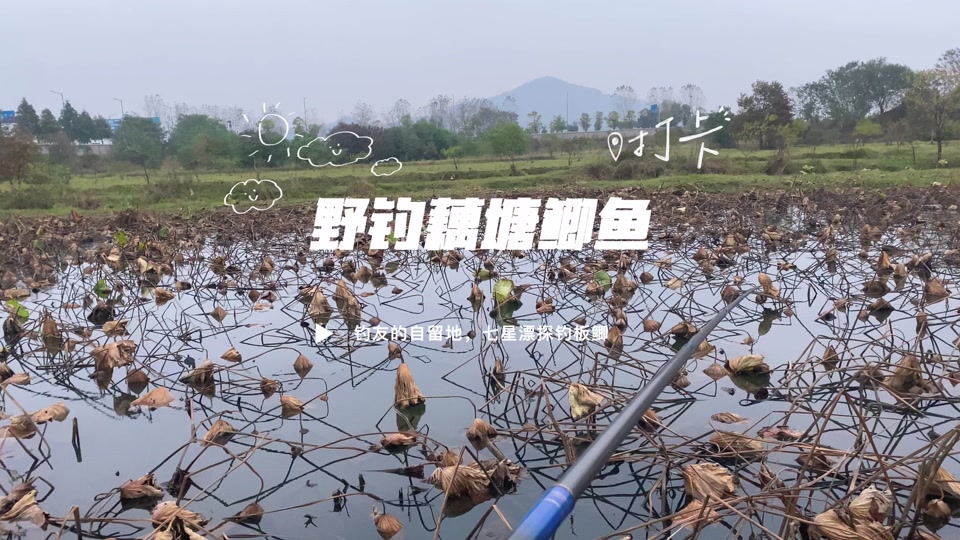 藕塘套养鲫鱼的技巧(藕塘套养鲫鱼的技巧和方法)