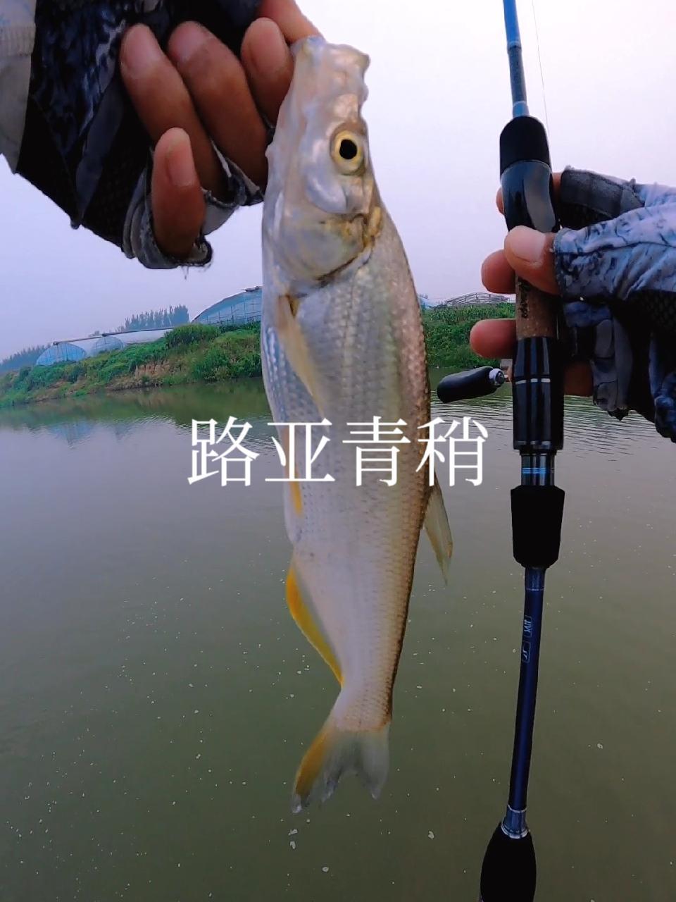路亚钓鱼鲶鱼(路亚鲶鱼钓法技巧野钓)