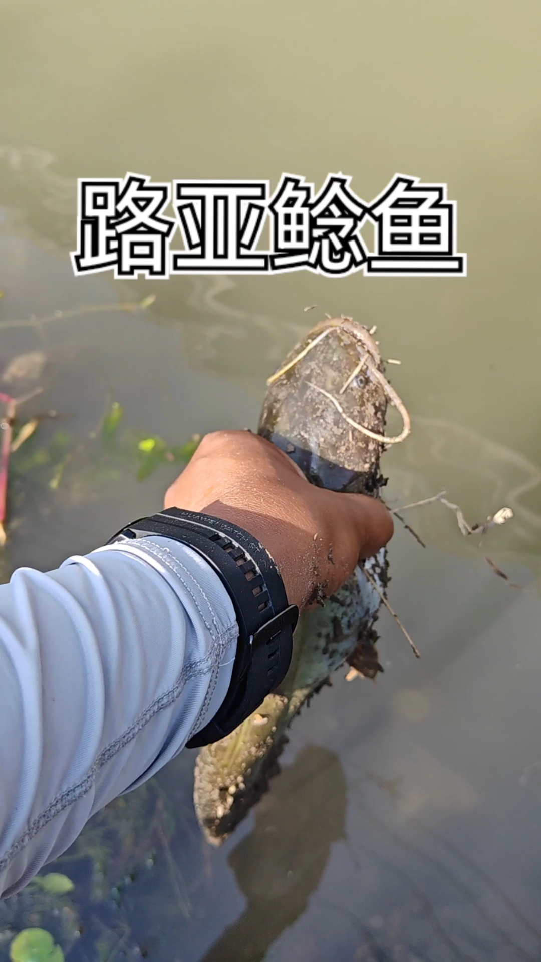 路亚钓鱼鲶鱼(路亚鲶鱼钓法技巧野钓)