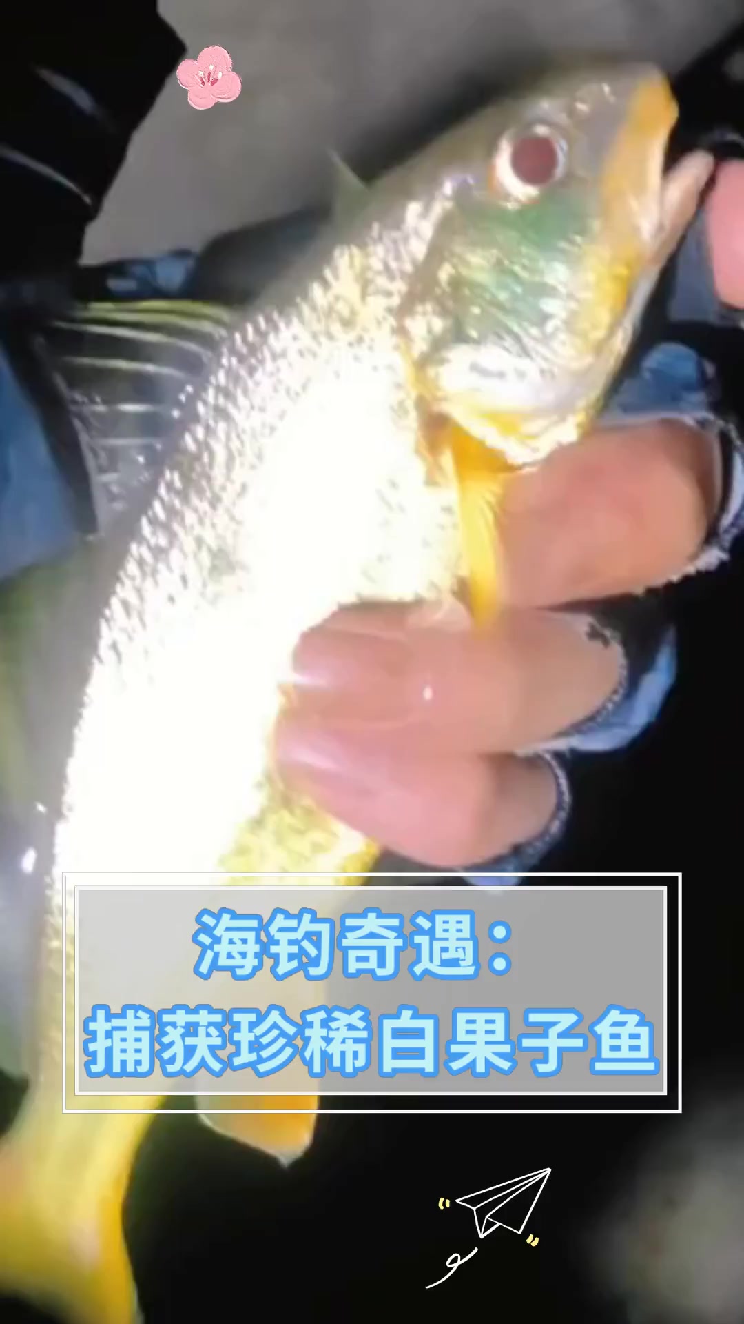 近海钓白果子(海钓白果子视频)