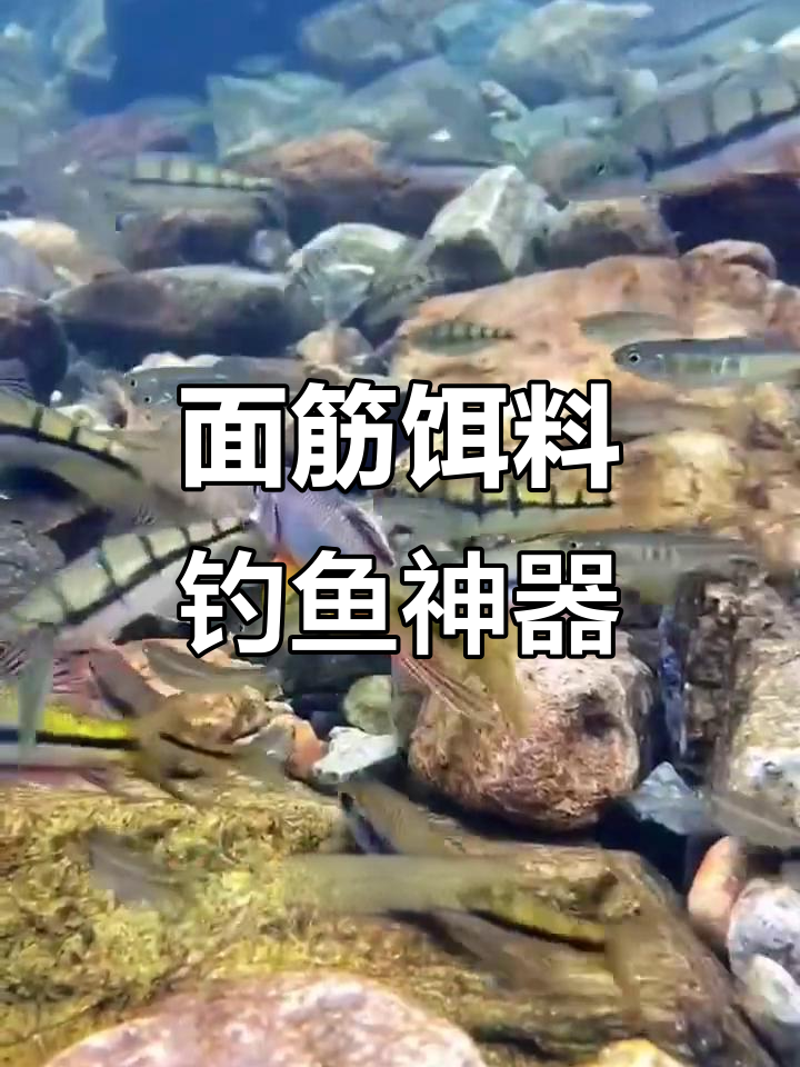 钓白条饵料(钓白条饵料开湿点好还是干点?)