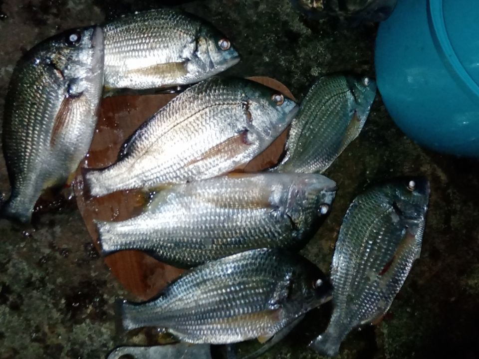 海钓挂小活鱼(海钓挂小活鱼技巧)