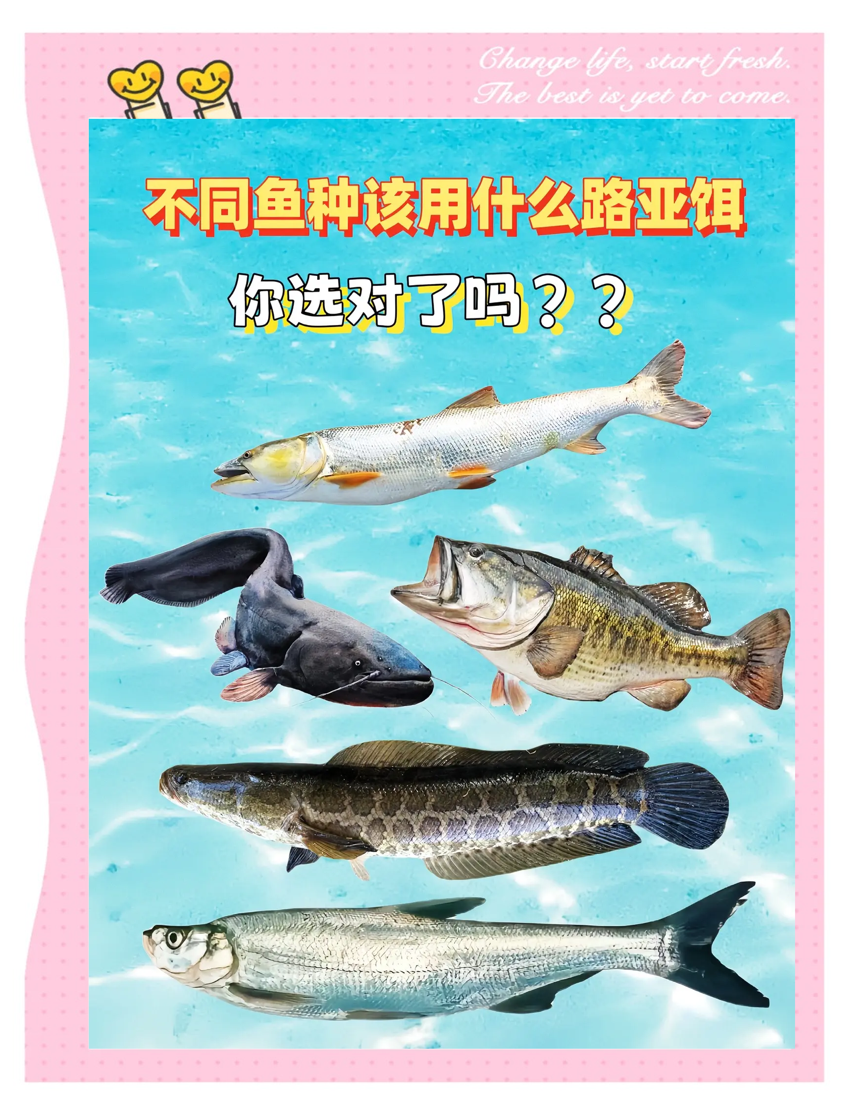 鳞鱼饵料价格图(鳞鱼喜欢吃什么饵料)