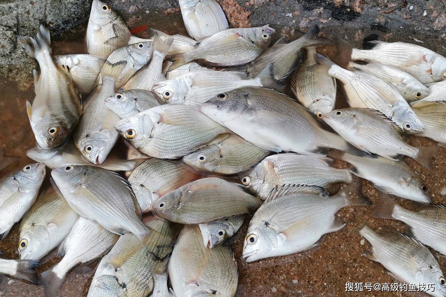 渤海春天海钓(渤海海钓一般是几月份?)