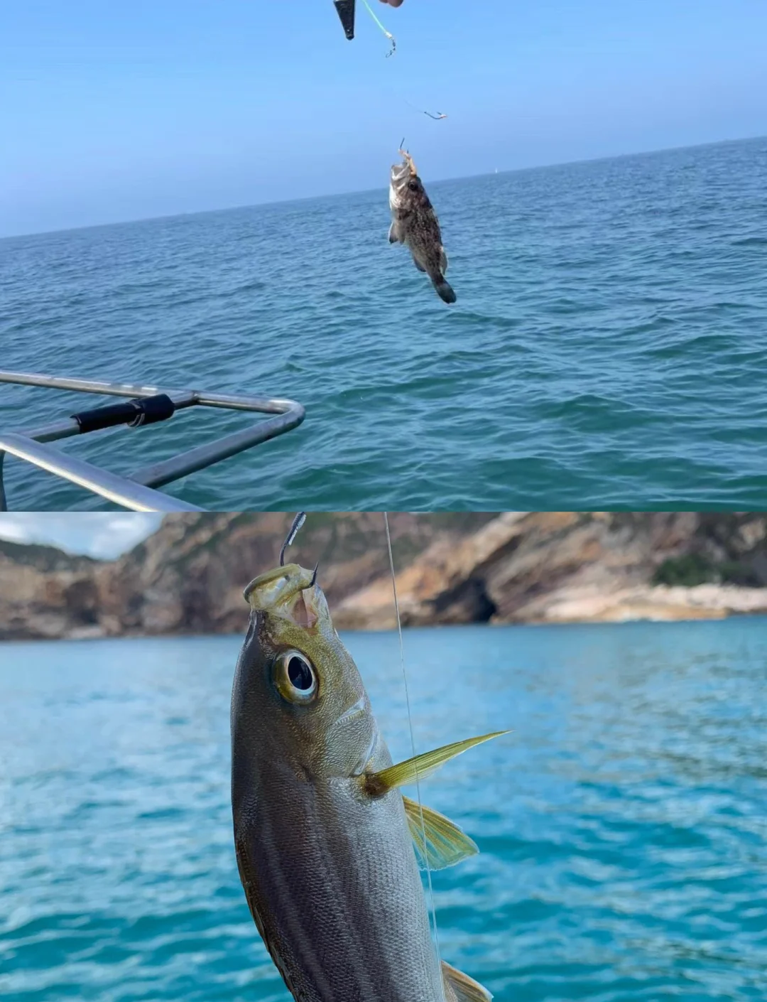 冬季海钓鱼种(冬天钓海鱼都有什么鱼)