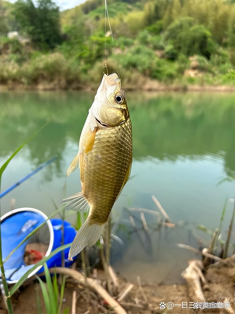 阴天垂钓鲻鱼技巧(阴天钓鱼有什么技巧)