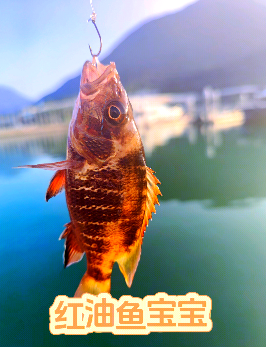 海钓上鱼技巧(海钓上鱼技巧视频)