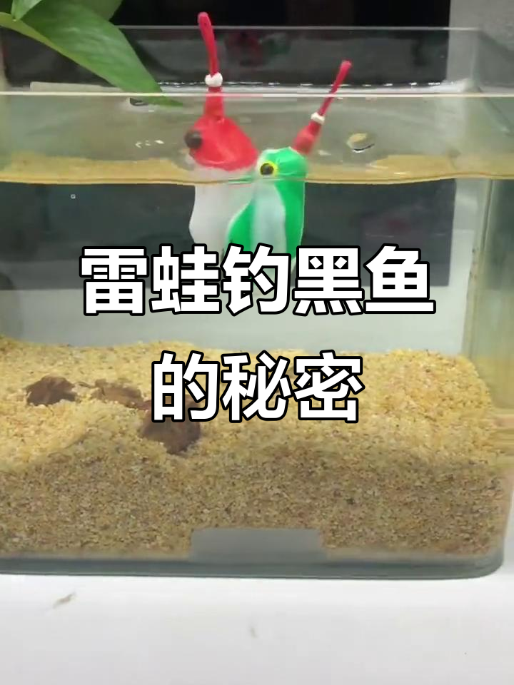 雷蛙大黑鱼的技巧(雷蛙怎样钓黑鱼的技巧)