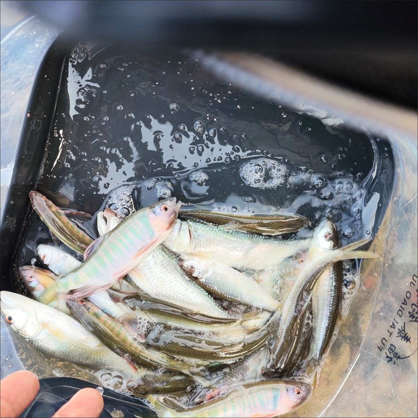 鱼咬石饵料(鱼咬石钓鱼效果怎样)
