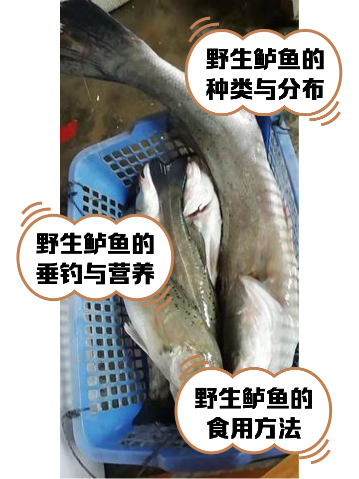 钓七星鲈技巧(七星鲈用什么饵)