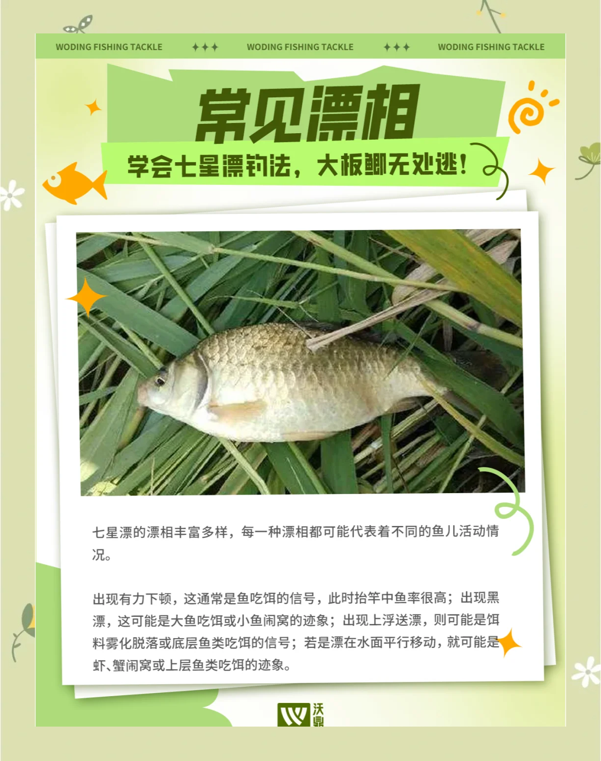 钓七星鲈技巧(七星鲈用什么饵)