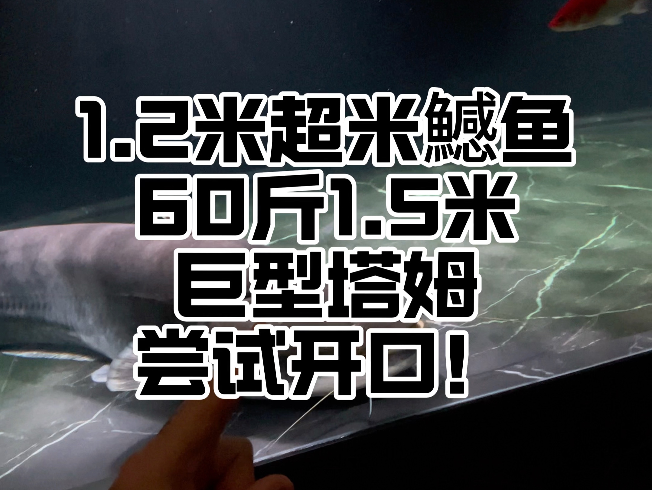 江河捕大口鲶鱼技巧(动物狂欢节的水族馆舞蹈)