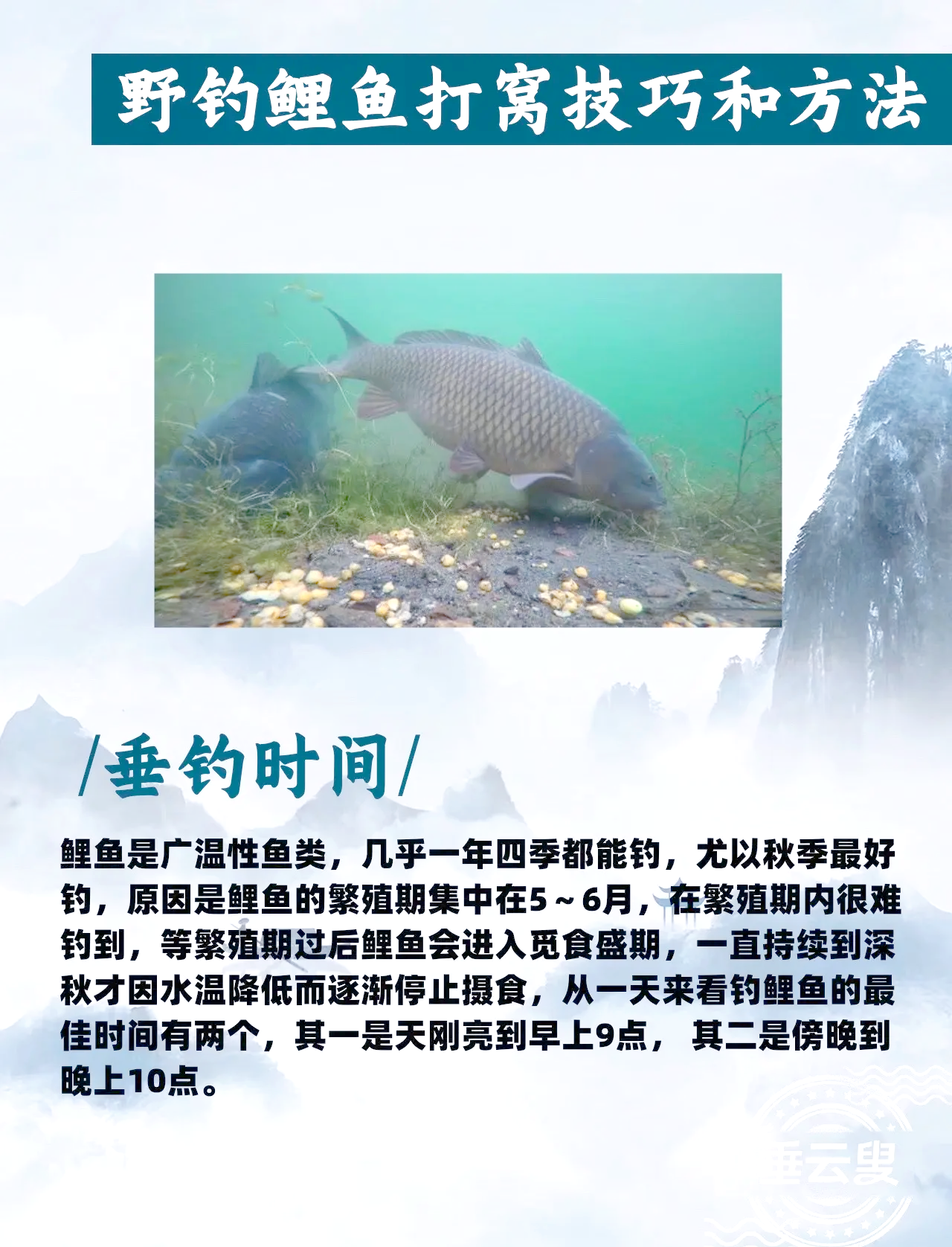 酒糟打窝钓鱼技巧(酒糟打窝钓鱼效果好吗)
