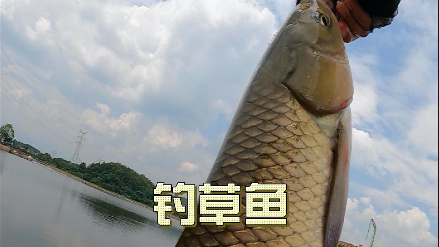 秋天钩草鱼技巧视频(秋天如何钓草鱼钓底还是钓浮)