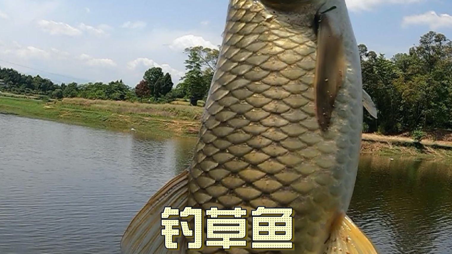 秋天钩草鱼技巧视频(秋天如何钓草鱼钓底还是钓浮)