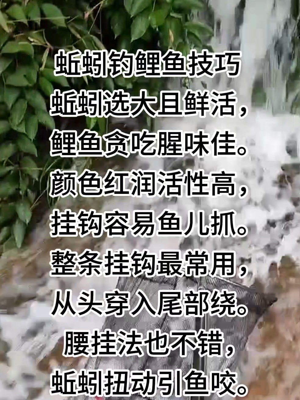 蚯蚓最简单钓鱼技巧(蚯蚓钓鱼的技巧和方法)