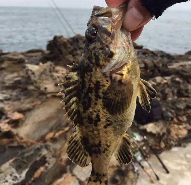 胶南海钓黑头鱼(青岛近海船钓黑头黄鱼)