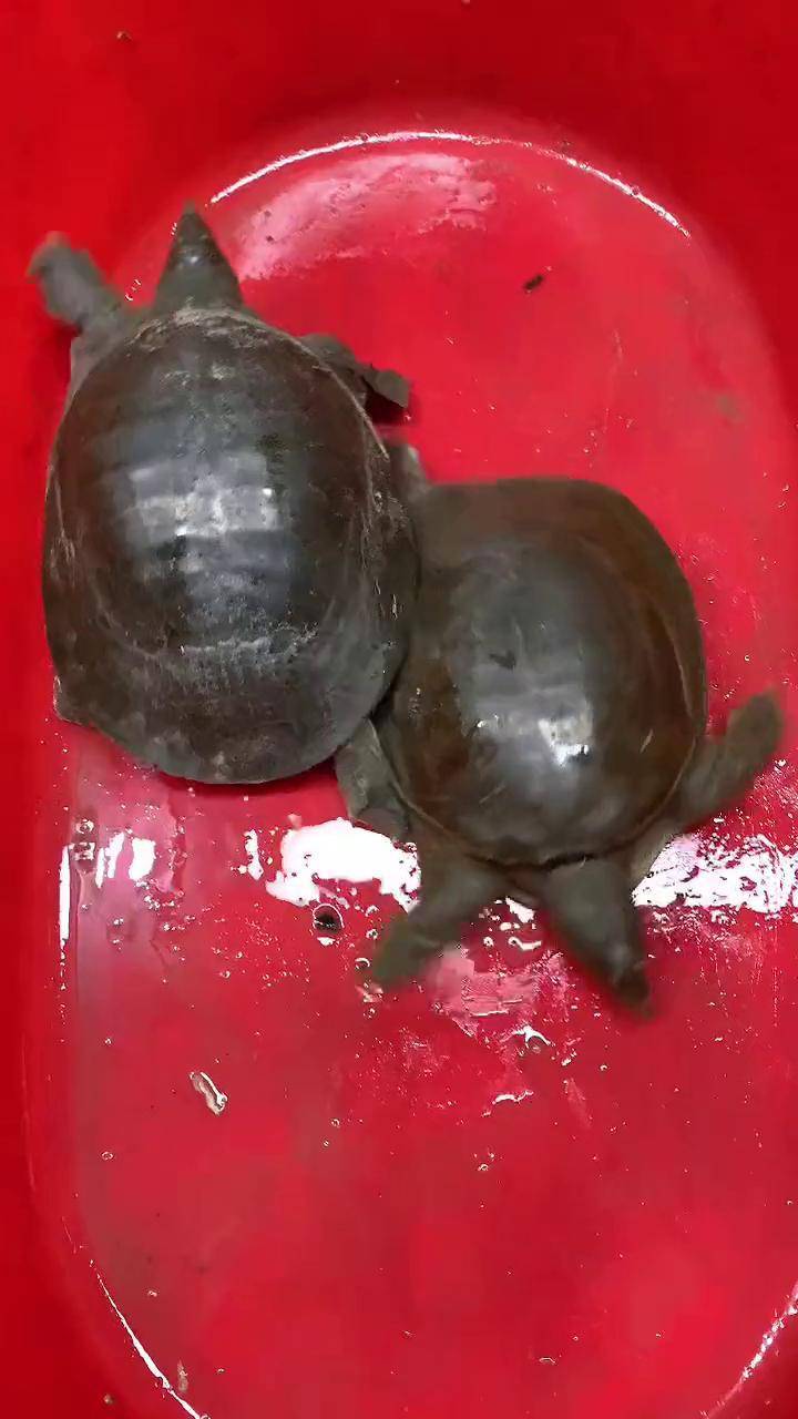 夏季钓甲鱼的技巧(夏季钓甲鱼一般什么时候下钩)
