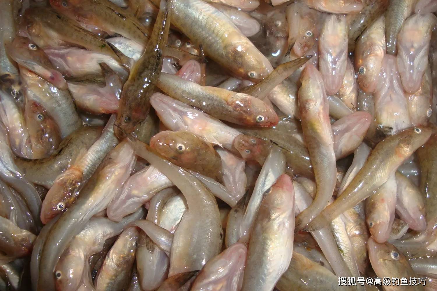 营口海钓海鲶鱼视频(营口海鲶鱼多少钱一斤)