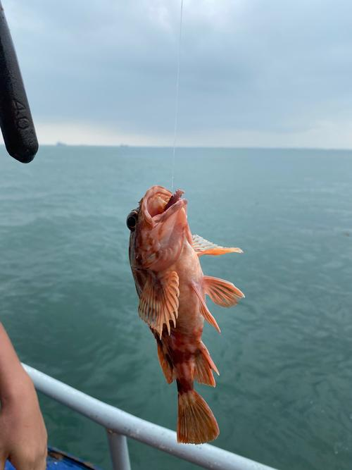 海钓鱼类百科(海钓鱼种类和图片)
