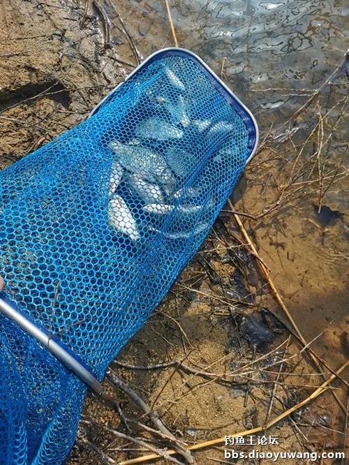 沙坑晚上钓鱼技巧视频(沙坑晚上钓鱼技巧视频大全)