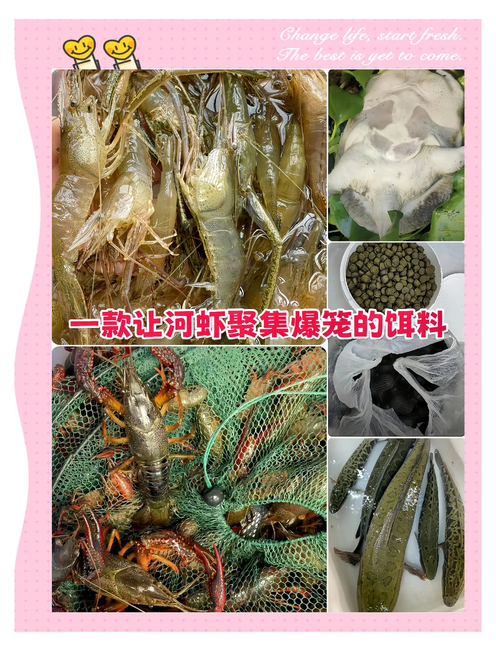 怎样自制龙虾饵料(怎样自制龙虾饵料配方)