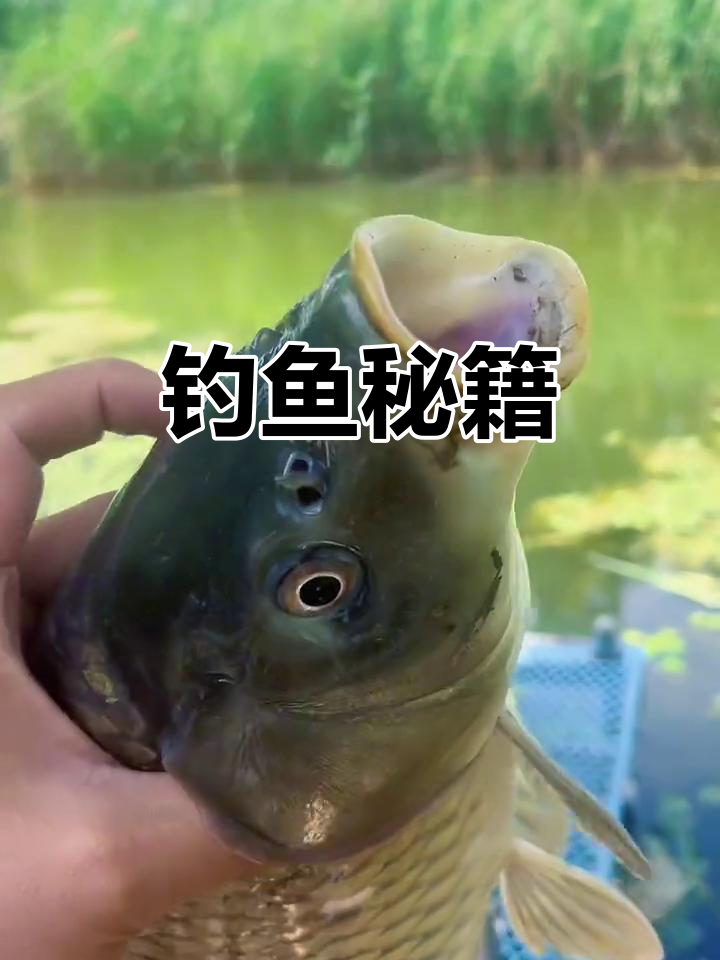 秋季湖库钓鲤鱼技巧(秋季湖库钓鲤鱼技巧图解)