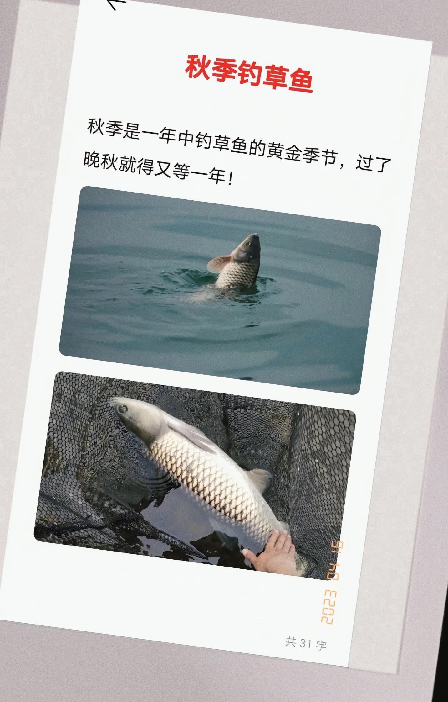 钓草鱼技巧温度(钓草鱼的温度要求)