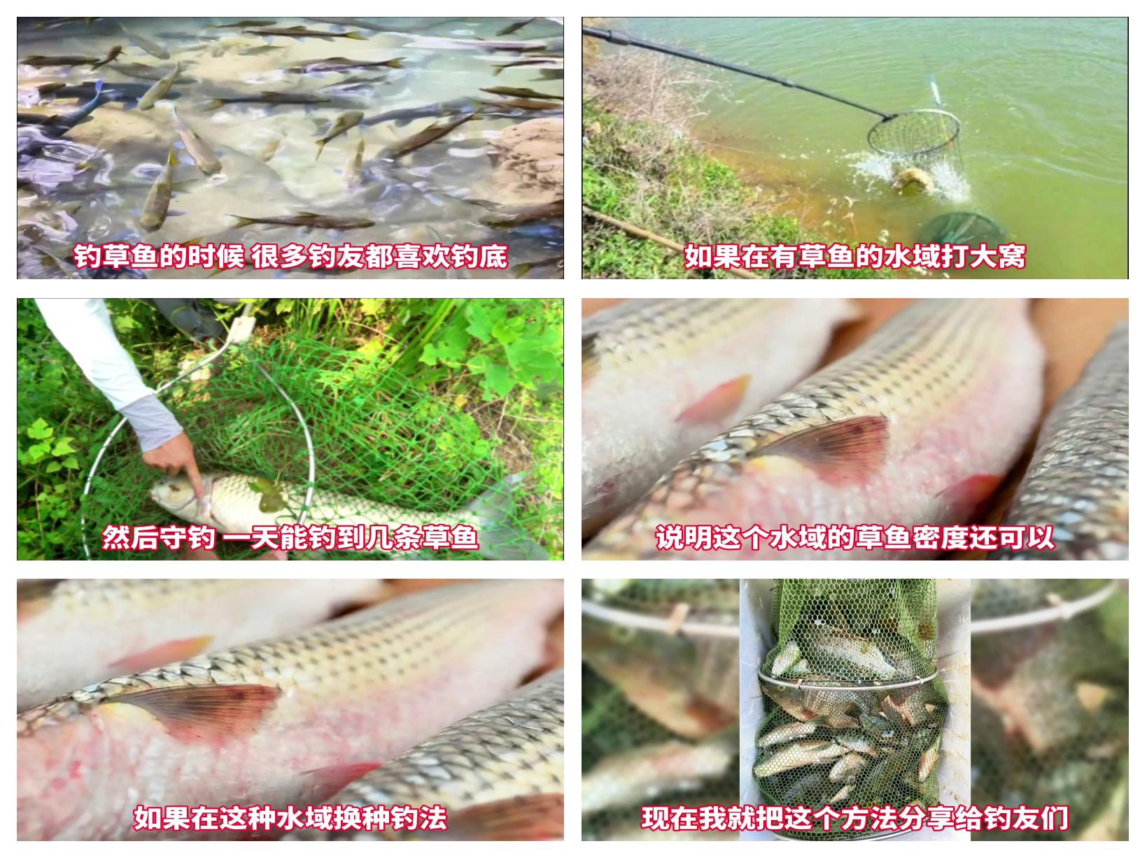钓草鱼技巧温度(钓草鱼的温度要求)
