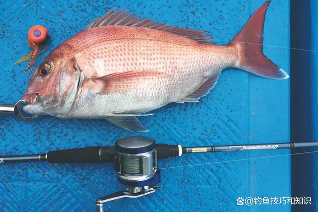 海钓鲷鱼钓法(海钓鲷鱼钓法大全)