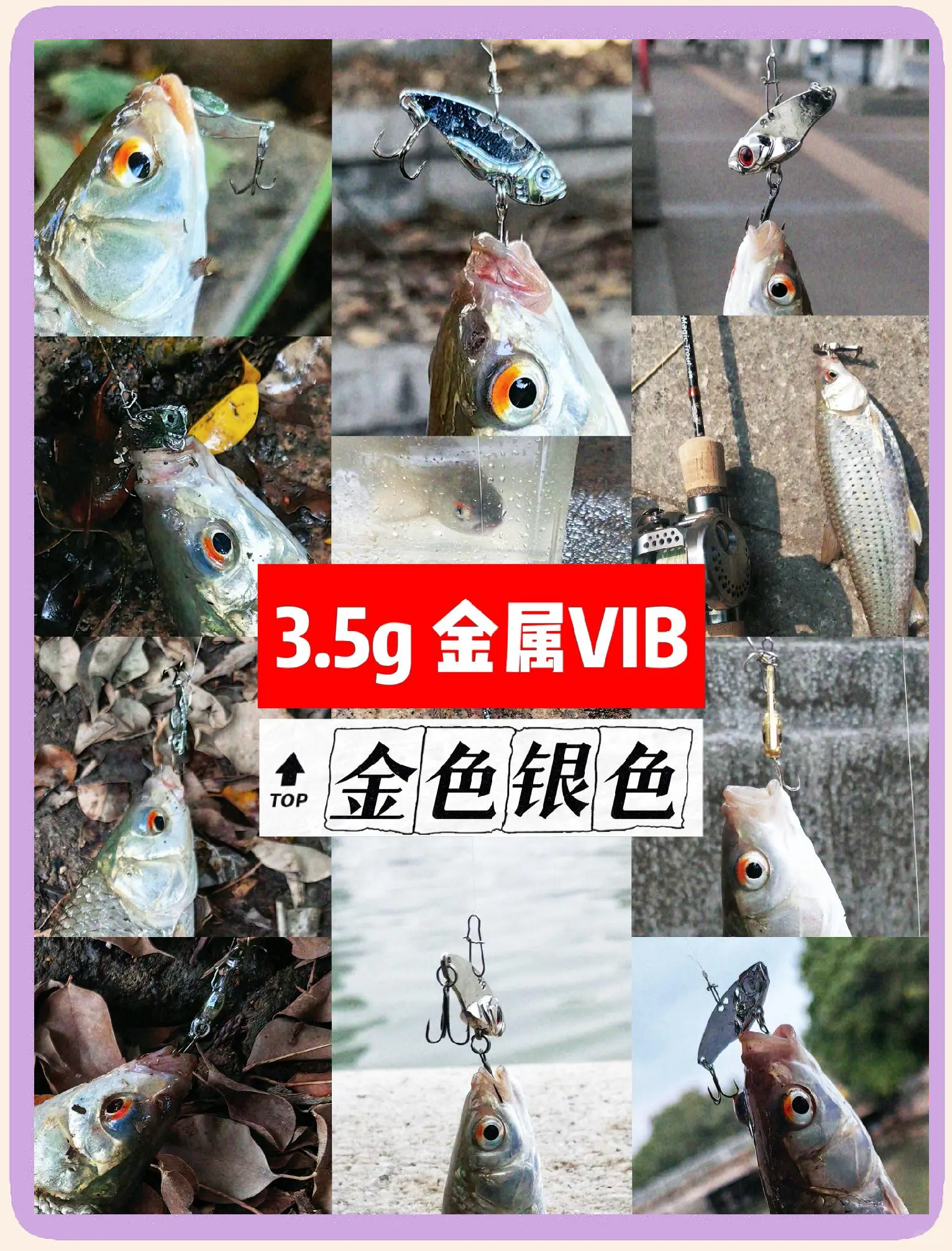 红眼鳟路亚(红眼鳟可以路亚吗)