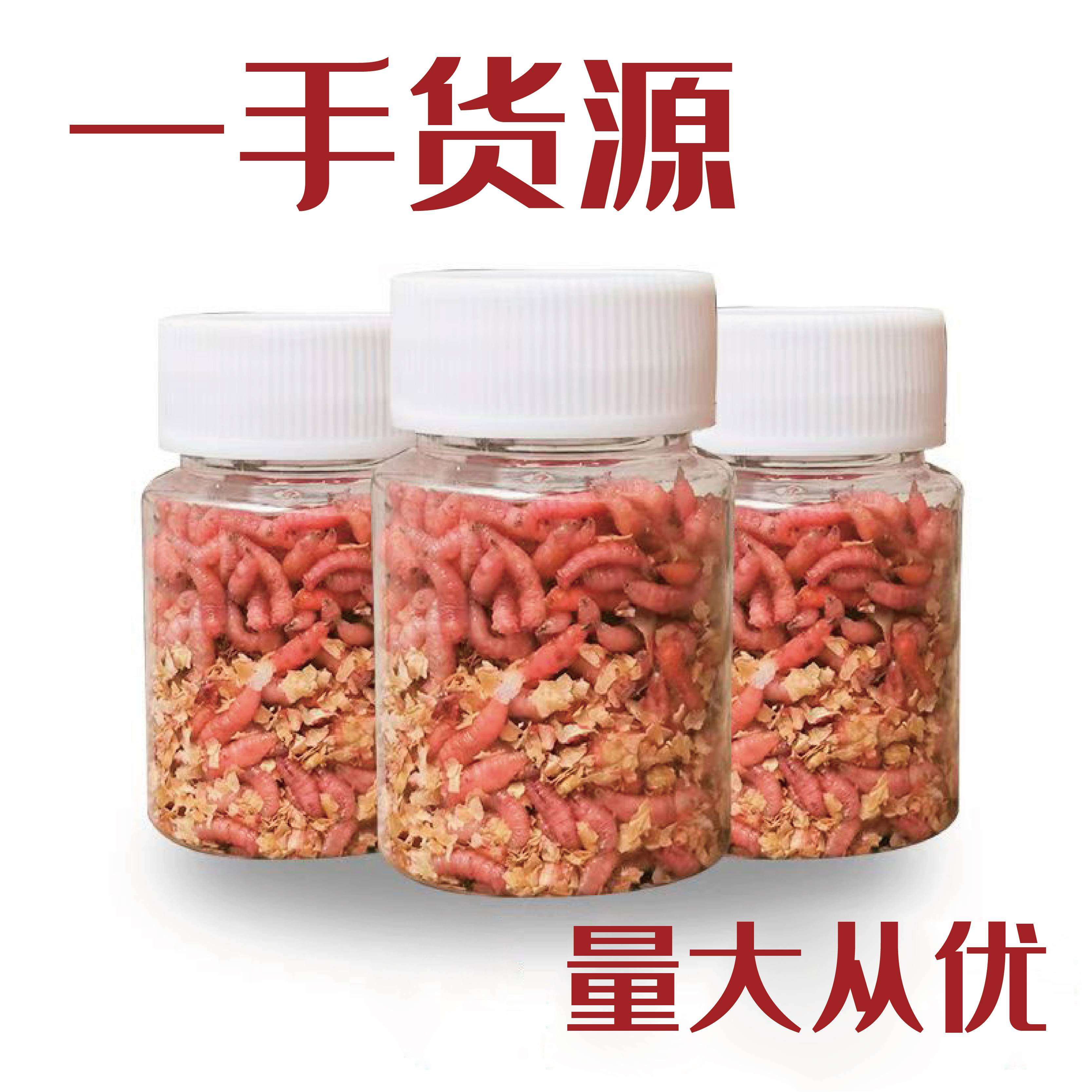 野生光唇鱼饵料(野生光唇鱼是这样繁殖的)
