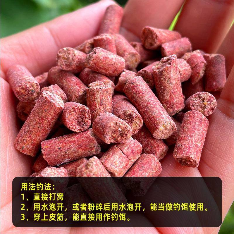 野生光唇鱼饵料(野生光唇鱼是这样繁殖的)