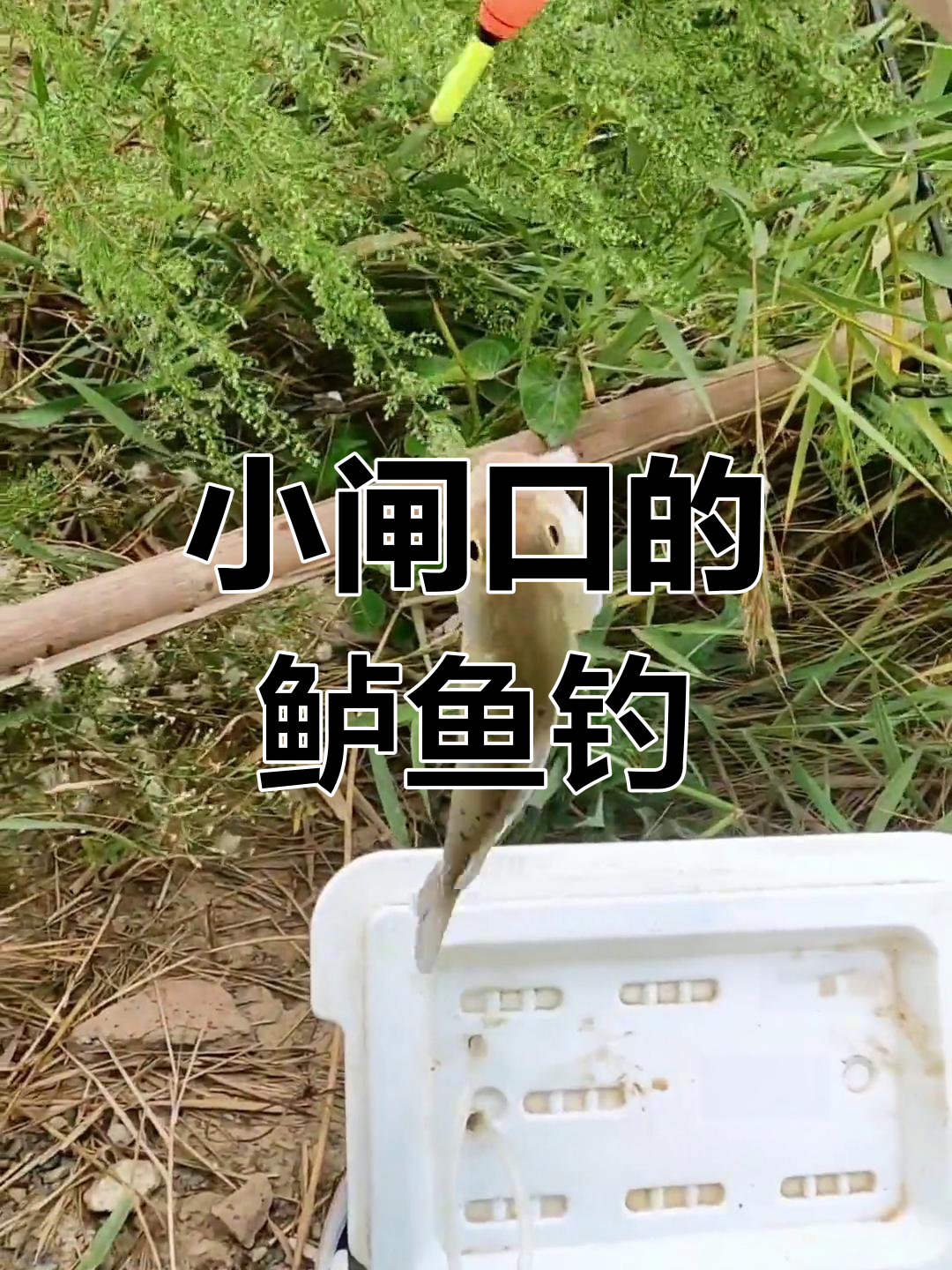 塘钓鲈鱼技巧(鱼塘路亚鲈鱼技巧)