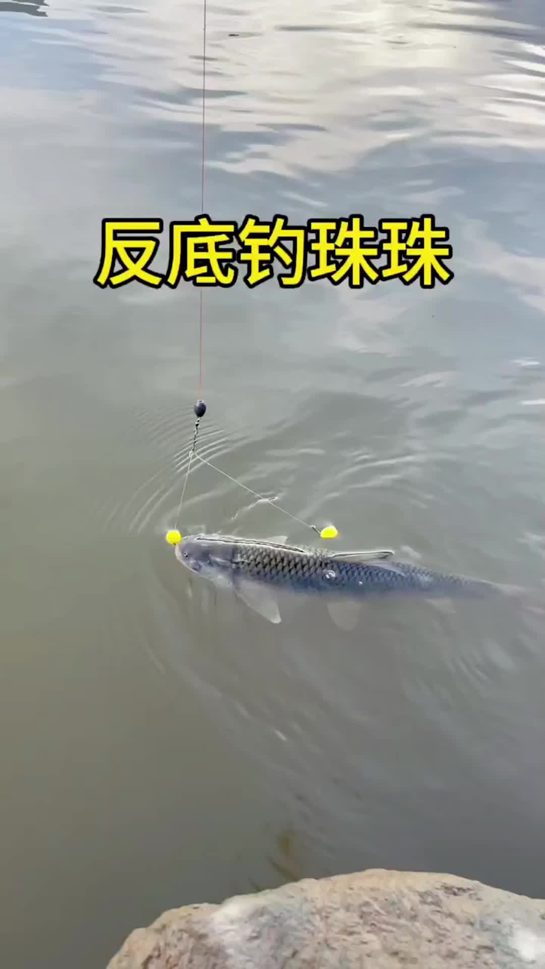 路亚挂鲤鱼(鲤鱼用路亚怎么钓鲤鱼)