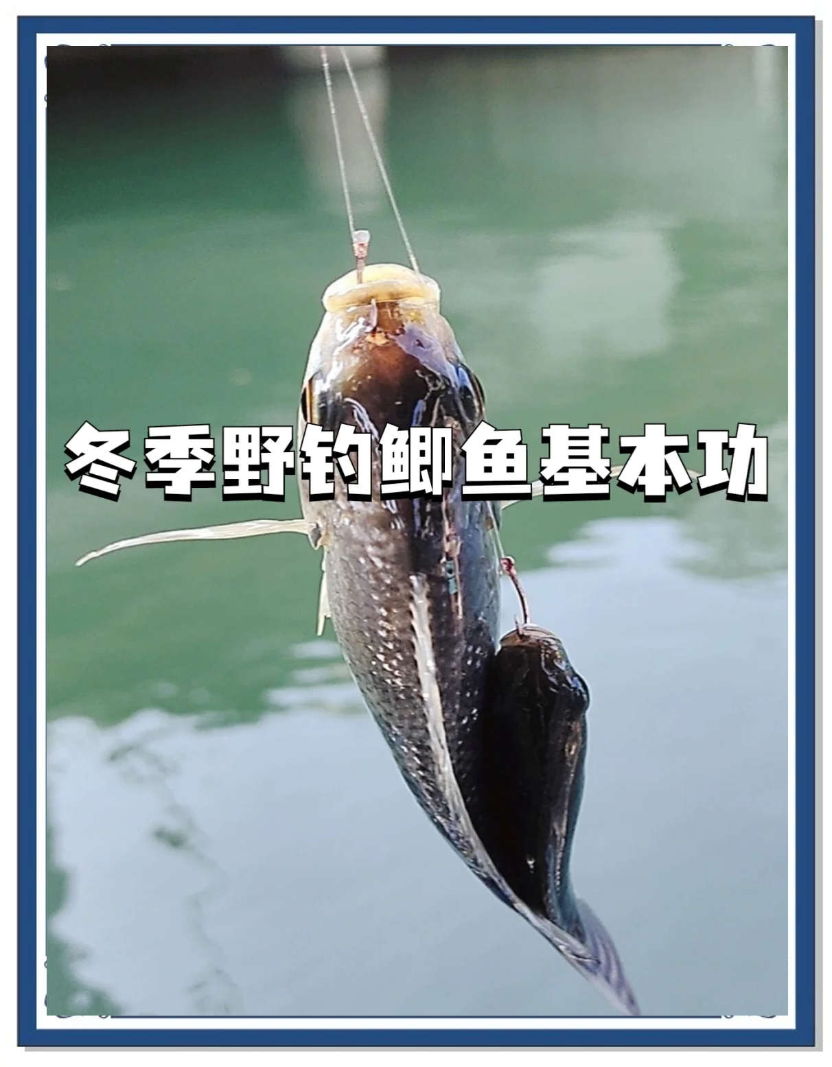 鱼塘秋钓鲫鱼技巧(鱼塘秋钓鲫鱼技巧图解)