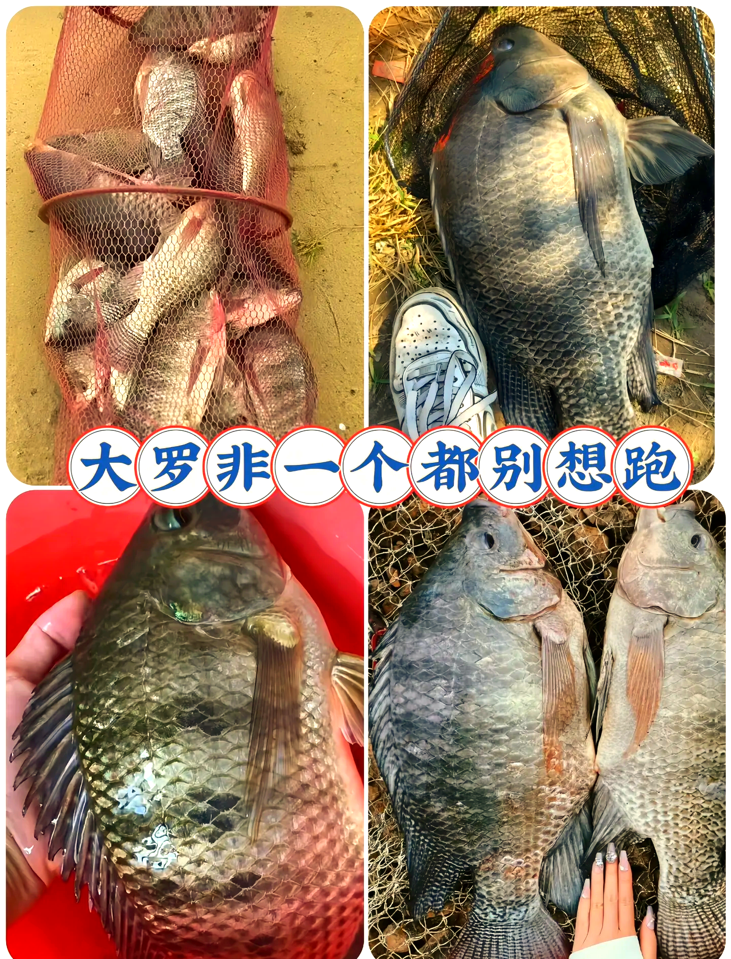 钓罗非鱼的饵料配方(专钓罗非鱼饵料配方,渔获喜人!)