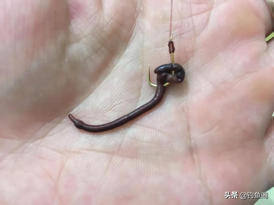 江里钓鱼放蚯蚓技巧(江边钓鱼用蚯蚓可以吗)
