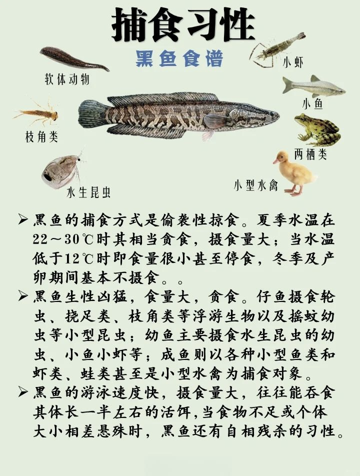 亮水路亚钓黑鱼技巧(路亚亮水黑鱼用什么饵)