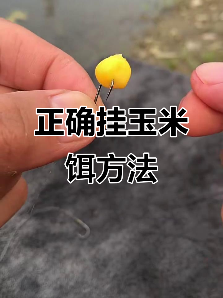 鱼食挂钩技巧(鱼钩挂鱼食的技巧)
