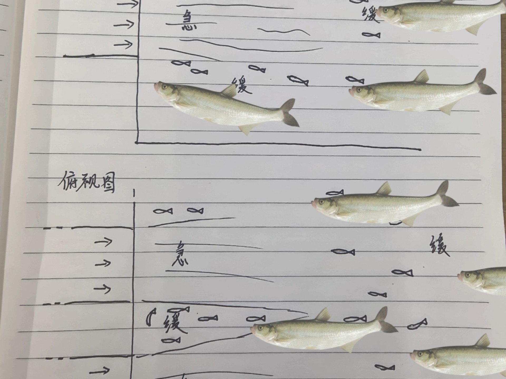 甜玉米作约翘嘴技巧(玉米钓翘嘴鱼的钓法视频)