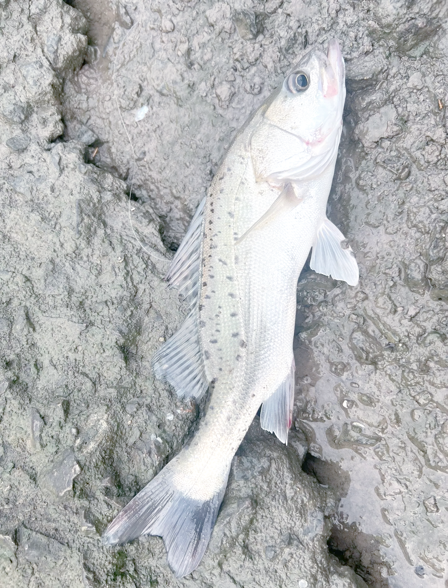 钓淡水江鲈鱼技巧(钓淡水江鲈鱼技巧视频)