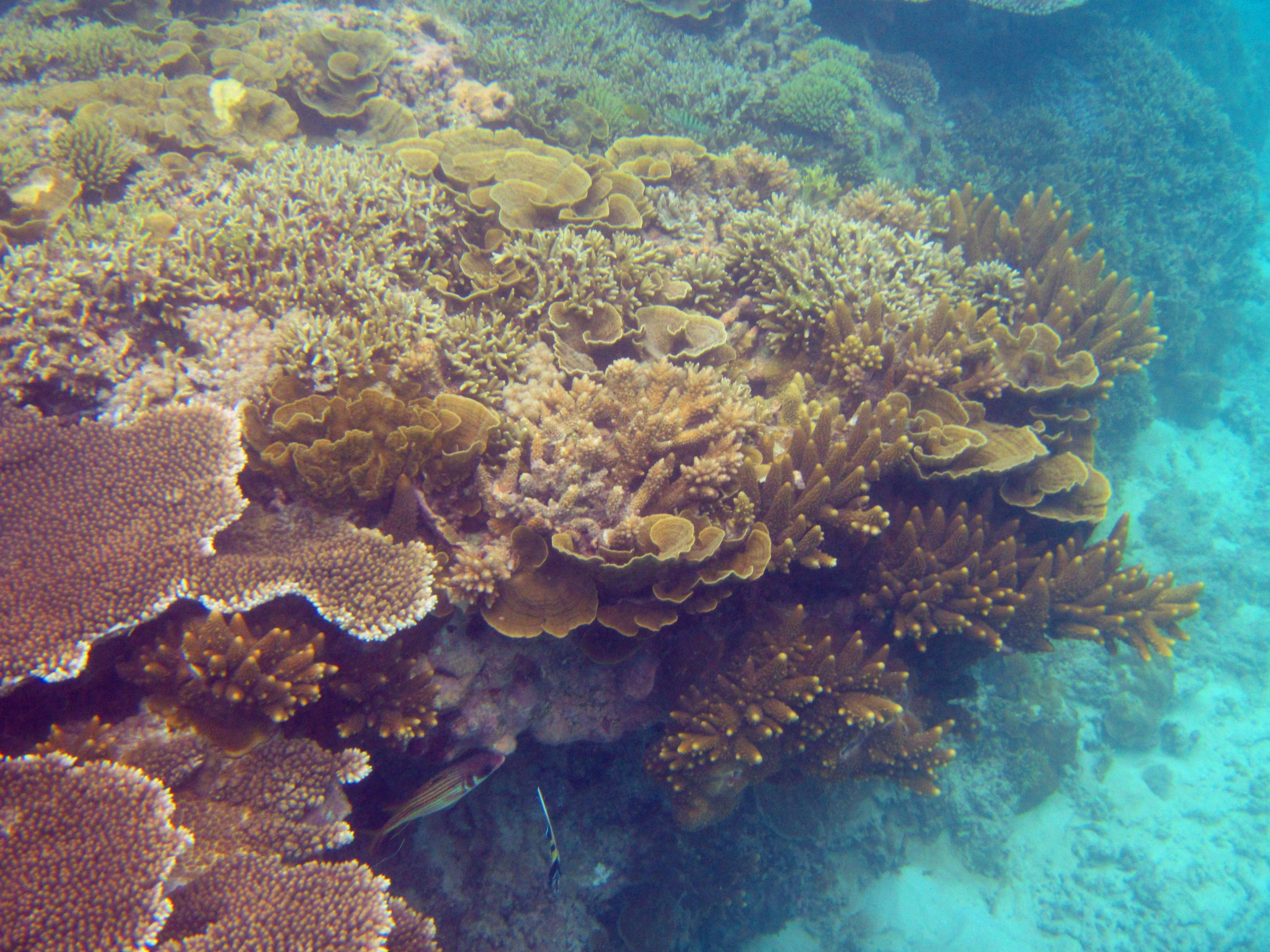 海钓螺(海钓螺肉钓鱼好用吗)