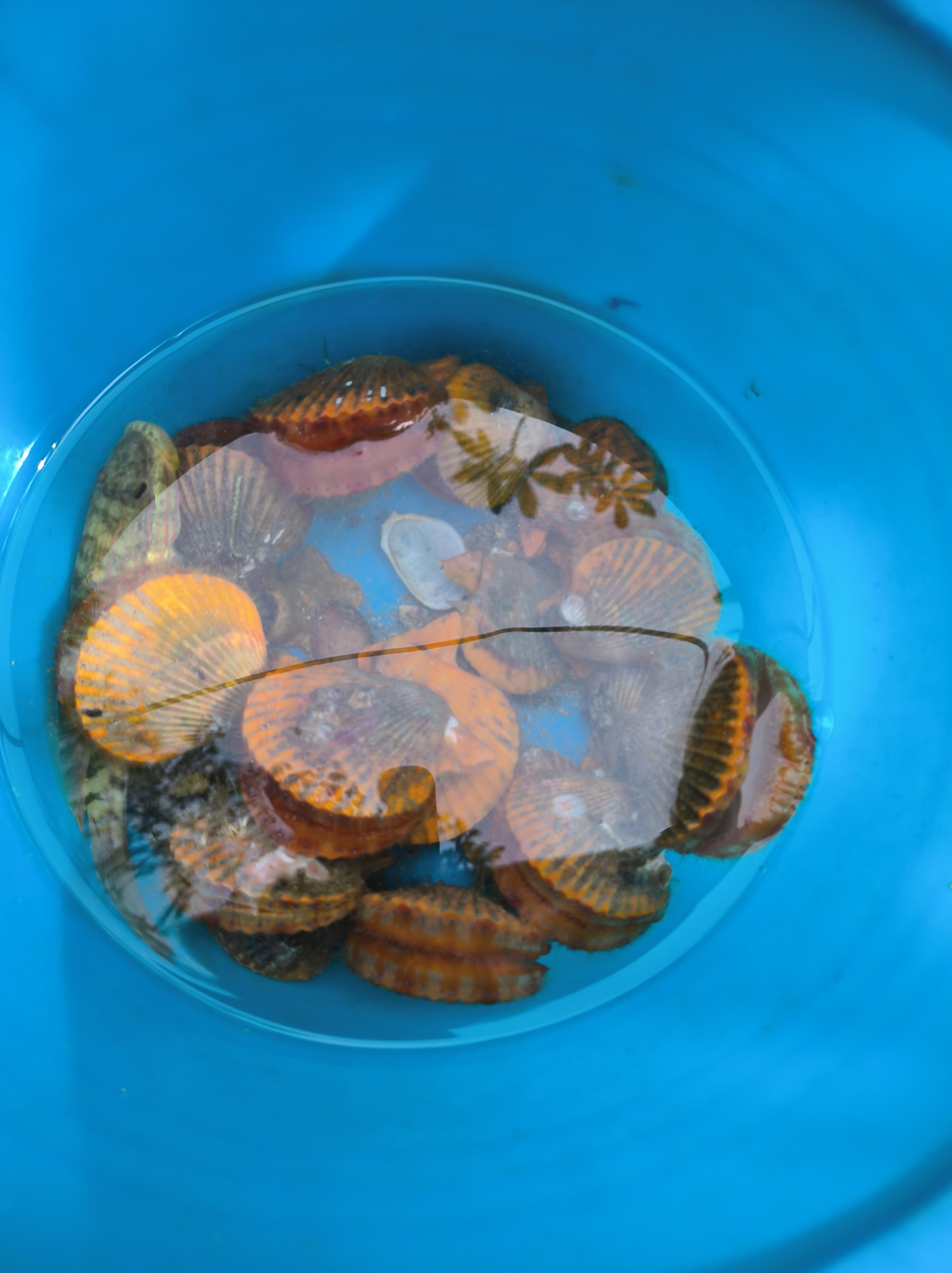 海钓螺(海钓螺肉钓鱼好用吗)