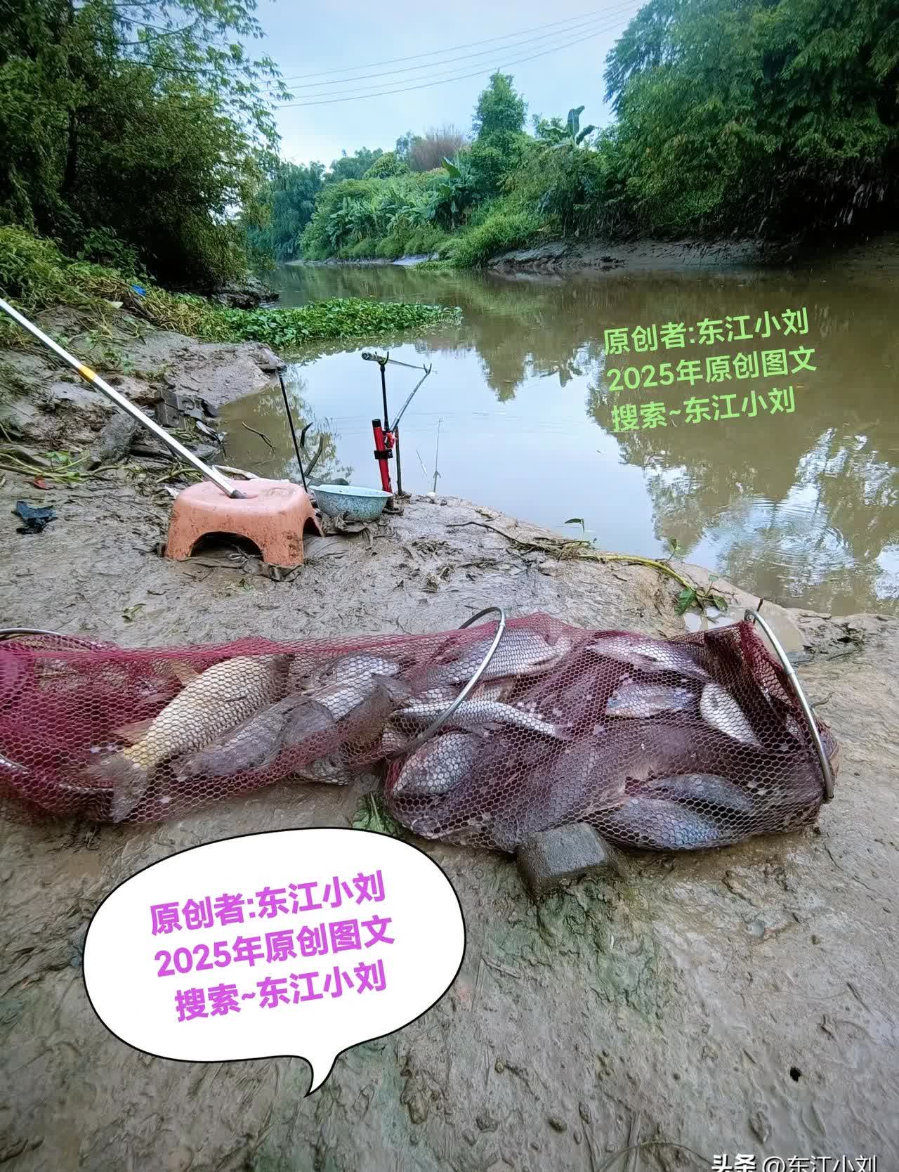 黑坑钓土鳞鱼技巧(黑坑放土鲮鱼一般什么时候开口)