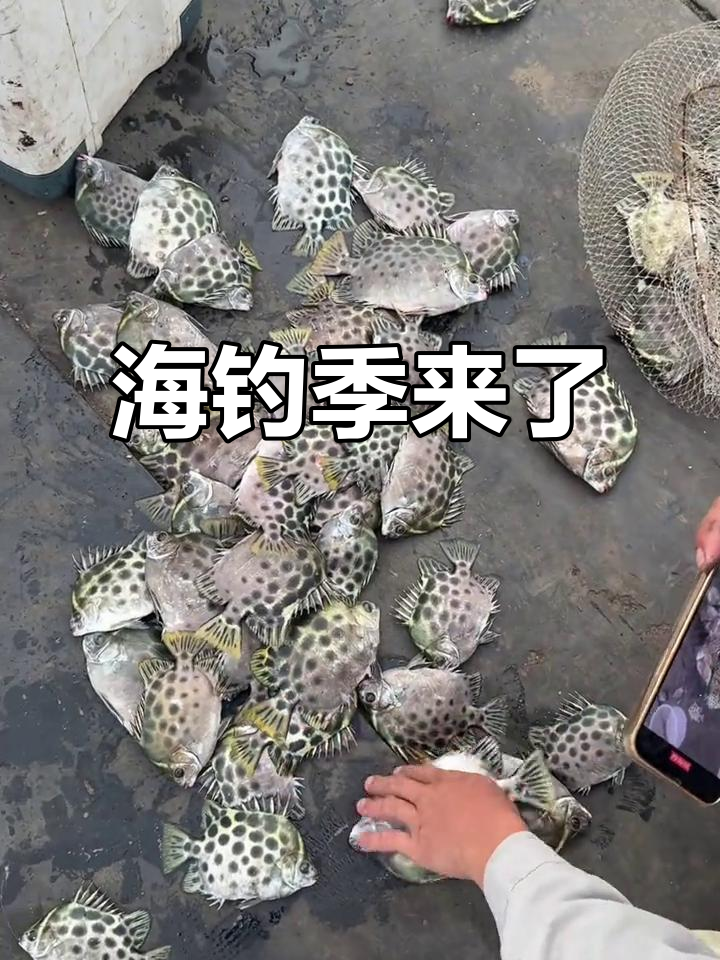 海钓季节(海钓季节表)