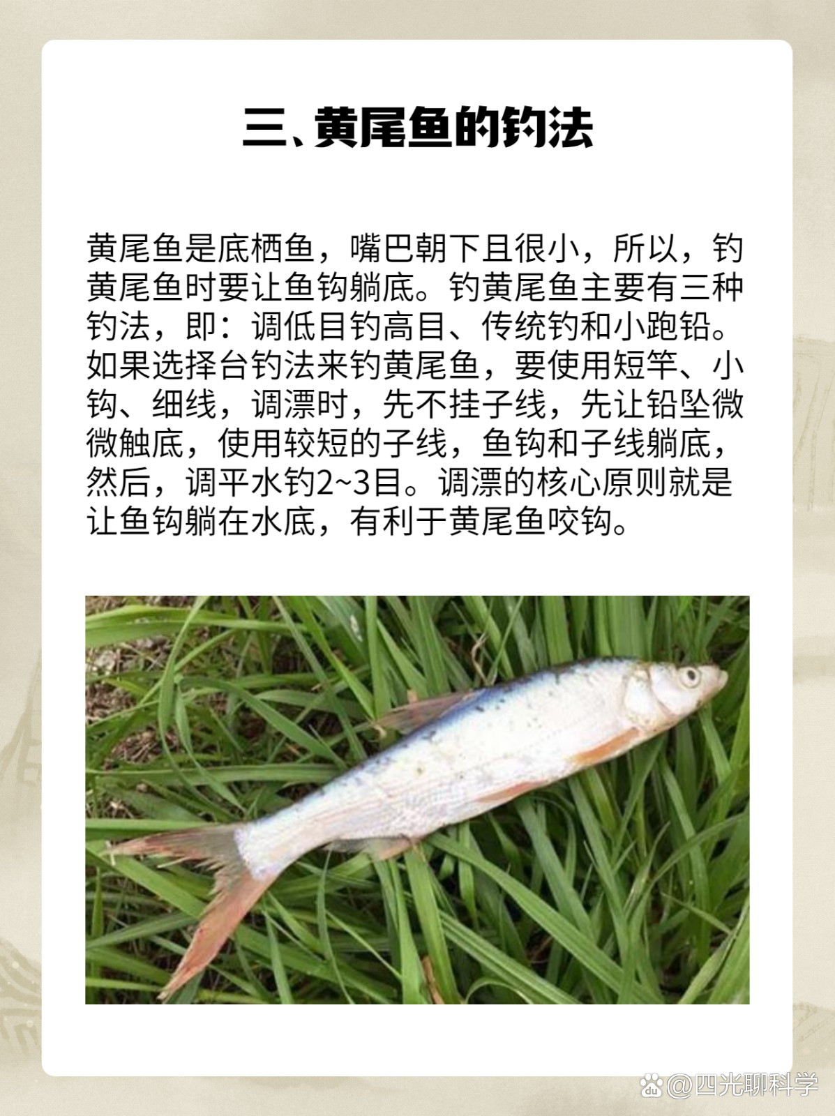 夏钓银鲴技巧(钓银鲴鱼最好月份)