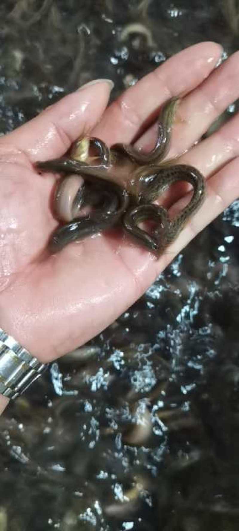 夏钓银鲴技巧(钓银鲴鱼最好月份)